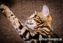 Bengal marbled